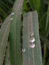 Dew Drops On A Leaf